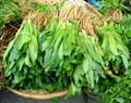 culantro